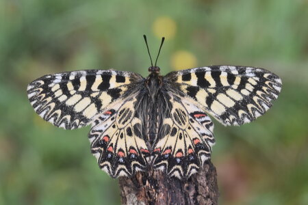 Papilionidae - Parnassiinae- Zerynthini-Zerynthia polyxena Gagnières 2020, DSC_0440