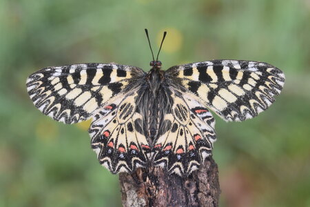 Papilionidae - Parnassiinae- Zerynthini-Zerynthia polyxena Gagnières 2020, DSC_0441