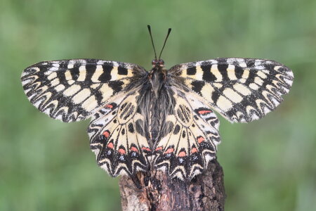 Papilionidae - Parnassiinae- Zerynthini-Zerynthia polyxena Gagnières 2020, DSC_0442