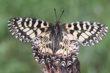 Papilionidae - Parnassiinae- Zerynthini-Zerynthia polyxena Gagnières 2020, DSC_0456  2 
