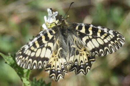 Papilionidae - Parnassiinae- Zerynthini-Zerynthia polyxena Gagnières 2020, DSC_0012