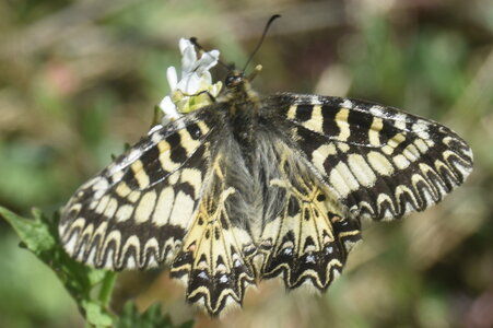 Papilionidae - Parnassiinae- Zerynthini-Zerynthia polyxena Gagnières 2020, DSC_0013