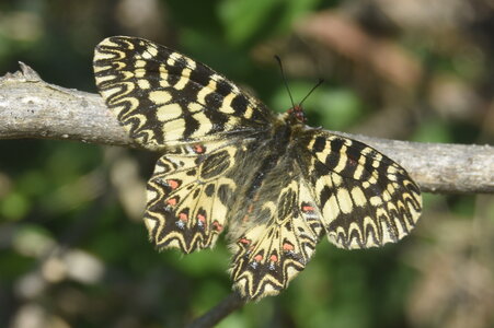 Papilionidae - Parnassiinae- Zerynthini-Zerynthia polyxena Gagnières 2020, DSC_0994