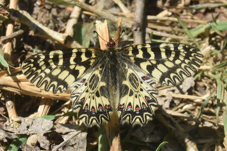 Papilionidae - Parnassiinae- Zerynthini-Zerynthia polyxena Gagnières 2020, DSC_0989