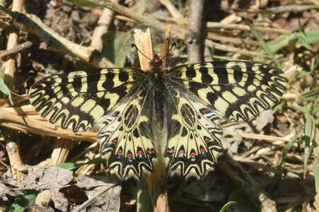 Papilionidae - Parnassiinae- Zerynthini-Zerynthia polyxena Gagnières 2020, DSC_0982