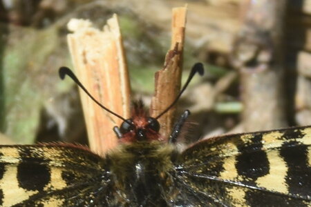 Papilionidae - Parnassiinae- Zerynthini-Zerynthia polyxena Gagnières 2020, DSC_0983
