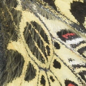 Papilionidae - Parnassiinae- Zerynthini-Zerynthia polyxena Gagnières 2020, DSC_0990