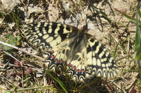 Papilionidae - Parnassiinae- Zerynthini-Zerynthia polyxena Gagnières 2020, DSC_0997