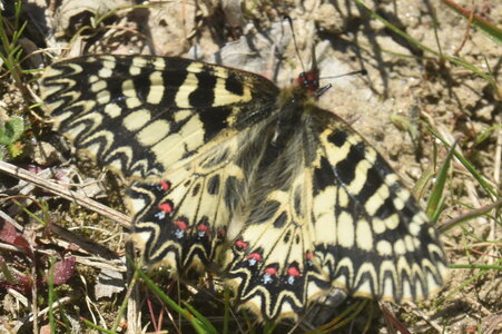 Papilionidae - Parnassiinae- Zerynthini-Zerynthia polyxena Gagnières 2020, DSC_0995