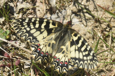 Papilionidae - Parnassiinae- Zerynthini-Zerynthia polyxena Gagnières 2020, DSC_0996