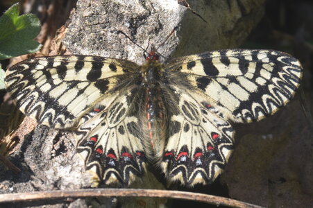 Papilionidae - Parnassiinae- Zerynthini-Zerynthia polyxena Gagnières 2020, DSC_0366