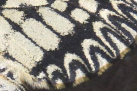 Papilionidae - Parnassiinae- Zerynthini-Zerynthia polyxena Gagnières 2020, DSC_0378