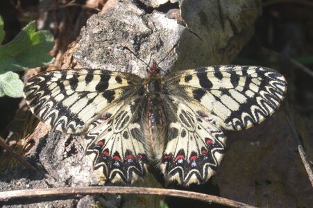 Papilionidae - Parnassiinae- Zerynthini-Zerynthia polyxena Gagnières 2020, DSC_0365