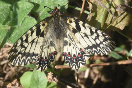 Papilionidae - Parnassiinae- Zerynthini-Zerynthia polyxena Gagnières 2020, DSC_0369