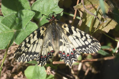 Papilionidae - Parnassiinae- Zerynthini-Zerynthia polyxena Gagnières 2020, DSC_0370