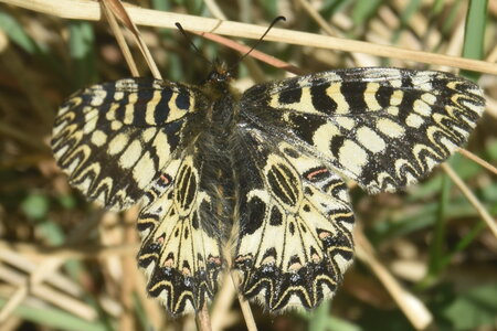 Papilionidae - Parnassiinae- Zerynthini-Zerynthia polyxena Gagnières 2020, DSC_0346