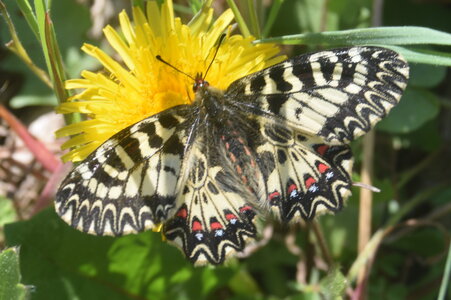 Papilionidae - Parnassiinae- Zerynthini-Zerynthia polyxena Gagnières 2020, DSC_0343