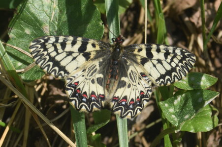 Papilionidae - Parnassiinae- Zerynthini-Zerynthia polyxena Gagnières 2020, DSC_0335