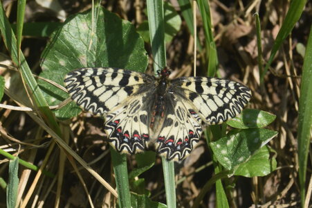 Papilionidae - Parnassiinae- Zerynthini-Zerynthia polyxena Gagnières 2020, DSC_0337