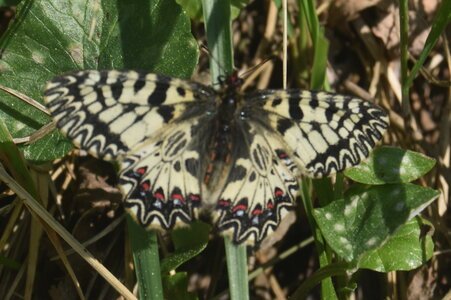 Papilionidae - Parnassiinae- Zerynthini-Zerynthia polyxena Gagnières 2020, DSC_0336
