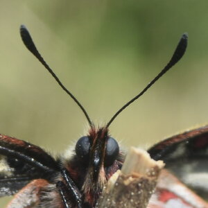 Papilionidae - Parnassiinae- Zerynthini-Zerynthia polyxena Gagnières 2020, DSC_0323