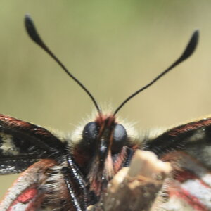 Papilionidae - Parnassiinae- Zerynthini-Zerynthia polyxena Gagnières 2020, DSC_0324
