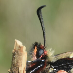 Papilionidae - Parnassiinae- Zerynthini-Zerynthia polyxena Gagnières 2020, DSC_0379