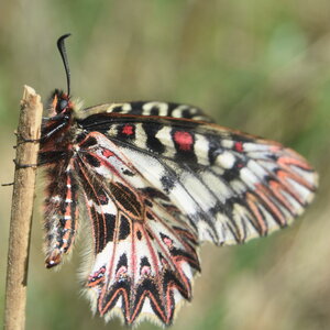 Papilionidae - Parnassiinae- Zerynthini-Zerynthia polyxena Gagnières 2020, DSC_0380