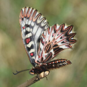 Papilionidae - Parnassiinae- Zerynthini-Zerynthia polyxena Gagnières 2020, DSC_0325