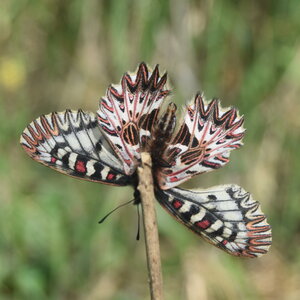 Papilionidae - Parnassiinae- Zerynthini-Zerynthia polyxena Gagnières 2020, DSC_0327