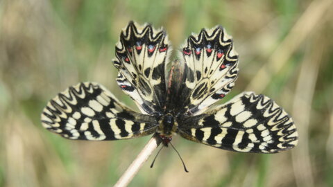 Papilionidae - Parnassiinae- Zerynthini-Zerynthia polyxena Gagnières 2020, DSC_0326