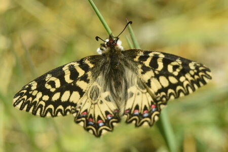 Papilionidae - Parnassiinae- Zerynthini-Zerynthia polyxena Gagnières 2020, DSC_0383