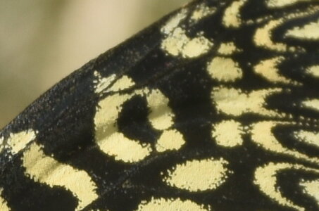 Papilionidae - Parnassiinae- Zerynthini-Zerynthia polyxena Gagnières 2020, DSC_0329