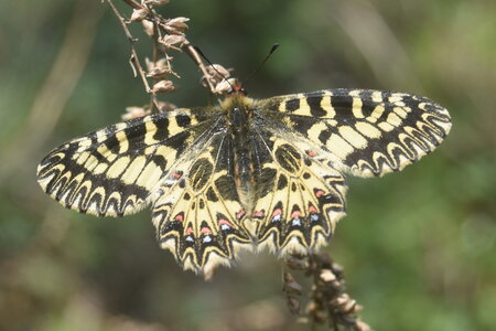 Papilionidae - Parnassiinae- Zerynthini-Zerynthia polyxena Gagnières 2020, DSC_0107