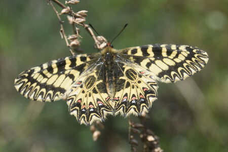 Papilionidae - Parnassiinae- Zerynthini-Zerynthia polyxena Gagnières 2020, DSC_0106