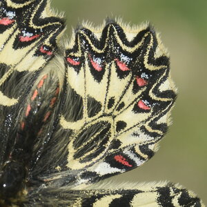 Papilionidae - Parnassiinae- Zerynthini-Zerynthia polyxena Gagnières 2020, DSC_0126