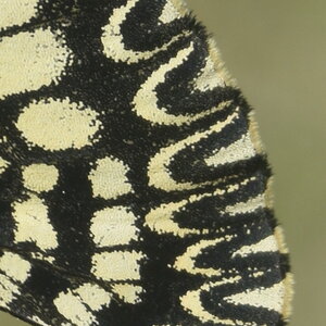 Papilionidae - Parnassiinae- Zerynthini-Zerynthia polyxena Gagnières 2020, DSC_0128