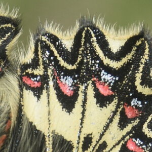 Papilionidae - Parnassiinae- Zerynthini-Zerynthia polyxena Gagnières 2020, DSC_0131