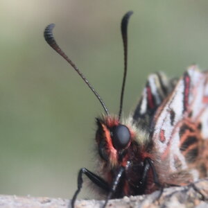 Papilionidae - Parnassiinae- Zerynthini-Zerynthia polyxena Gagnières 2020, DSC_0121
