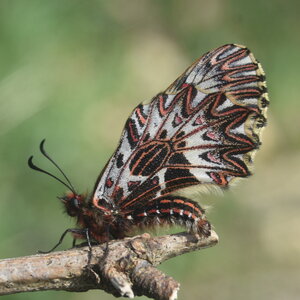 Papilionidae - Parnassiinae- Zerynthini-Zerynthia polyxena Gagnières 2020, DSC_0133