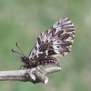 Papilionidae - Parnassiinae- Zerynthini-Zerynthia polyxena Gagnières 2020, DSC_0123