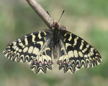 Papilionidae - Parnassiinae- Zerynthini-Zerynthia polyxena Gagnières 2020, DSC_0130