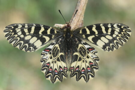 Papilionidae - Parnassiinae- Zerynthini-Zerynthia polyxena Gagnières 2020, DSC_0134