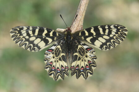 Papilionidae - Parnassiinae- Zerynthini-Zerynthia polyxena Gagnières 2020, DSC_0132