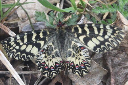 Papilionidae - Parnassiinae- Zerynthini-Zerynthia polyxena Gagnières 2020, DSC_0135