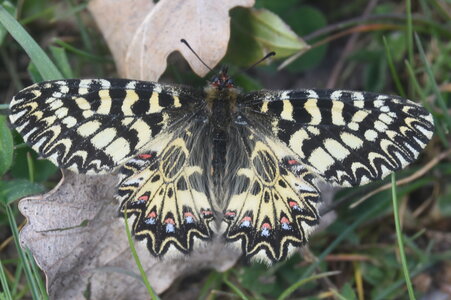 Papilionidae - Parnassiinae- Zerynthini-Zerynthia polyxena Gagnières 2020, DSC_0019