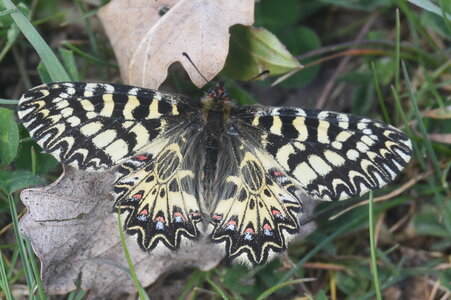 Papilionidae - Parnassiinae- Zerynthini-Zerynthia polyxena Gagnières 2020, DSC_0020