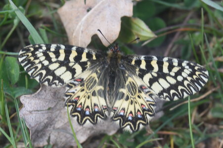 Papilionidae - Parnassiinae- Zerynthini-Zerynthia polyxena Gagnières 2020, DSC_0021