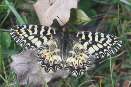 Papilionidae - Parnassiinae- Zerynthini-Zerynthia polyxena Gagnières 2020, DSC_0028