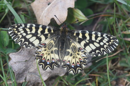 Papilionidae - Parnassiinae- Zerynthini-Zerynthia polyxena Gagnières 2020, DSC_0027